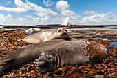 Southern elephant seals, Mirounga leonina, resting on a beach. Sea Lion Island, Falkland Islands