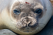 Close up portrait of a southern elephant seal, Mirounga leonina, looking into camera. Sea Lion Island, Falkland Islands