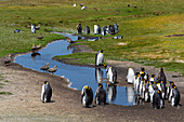 Königspinguine, Aptenodytes patagonica, an einem Teich. Volunteer Point, Falklandinseln