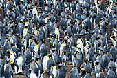 Eine Königspinguin-Kolonie, Aptenodytes patagonica. Volunteer Point, Falklandinseln