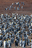 Eine Königspinguin-Kolonie, Aptenodytes patagonica. Volunteer Point, Falklandinseln