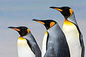 Close up portrait of three king penguins, Aptenodytes patagonica. Volunteer Point, Falkland Islands