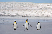 Drei Königspinguine, Aptenodytes patagonica, spazieren am Strand von Volunteer Point. Volunteer Point, Falklandinseln
