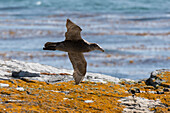 Ein Südlicher Riesensturmvogel, Macronectes giganteus, im Flug. Cape Dolphin, Falklandinseln