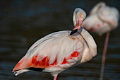 Nahaufnahme eines großen Flamingos, Phoenicopterus roseus, bei der Fellpflege. Saintes Maries de la Mer, Carmague, Bouches du Rhone, Provence Alpes Côte d'Azur, Frankreich.