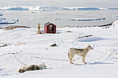 Grönlandhunde, eine Husky-Rasse, mit der Diskobucht im Hintergrund. Ilulissat, Grönland.