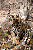 A Young Bengal tiger, Panthera tigris tigris, in the forest of India's Bandhavgarh National Park. Madhya Pradesh, India.