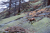 An alpine ibex, Capra ibex, walking on a rock. Aosta, Val Savarenche, Gran Paradiso National Park, Italy.
