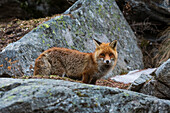 A red fox, Vulpes vulpes, standing on a rock. Aosta, Val Savarenche, Gran Paradiso National Park, Italy.
