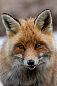 Close up portrait of a red fox, Vulpes vulpes. looking at the camera. Aosta, Val Savarenche, Gran Paradiso National Park, Italy.