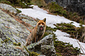 A red fox, Vulpes vulpes, on a rock yawning while looking at the camera. Aosta, Val Savarenche, Gran Paradiso National Park, Italy.