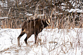 Alpine Chamois (Rupicapra rupicapra), Gran Paradiso National Park, Aosta Valley, Italy.