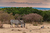 Zwei Steppenzebras, Equus quagga, beim Grasen. Masai Mara-Nationalreservat, Kenia.