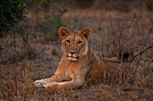 Porträt eines jungen männlichen Löwen, Panthera leo, beim Ausruhen. Masai Mara Nationalreservat, Kenia.