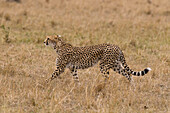 Porträt eines Geparden, Acinonyx jubatus, beim Laufen. Masai Mara-Nationalreservat, Kenia.