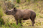 Porträt eines seltenen Breitmaulnashorns, Cerototherium simium. Masai Mara Nationalreservat, Kenia.