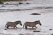 Zwei Steppenzebras, Equus quagga, überqueren den Mara-Fluss. Mara-Fluss, Masai Mara-Nationalreservat, Kenia.