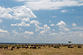 Eine Herde von Gnus, Connochaetes taurinus, in einem weiten Grasland. Masai Mara Nationalreservat, Kenia.