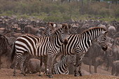 Plains zebras, equus quagga, among a herd of wildebeests, Connochaetes taurinus. Masai Mara National Reserve, Kenya.