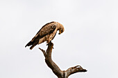 Porträt eines Weißkopfseeadlers, Aquila rapax, auf einem Ast sitzend. Masai Mara-Nationalreservat, Kenia.