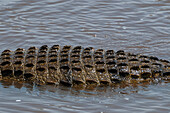 Detail of a Nile crocodile, Crocodilus niloticus.
