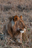Porträt eines männlichen Löwen, Panthera leo, in Ruhe. Masai Mara-Nationalreservat, Kenia.