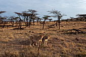 Zwei Löwinnen, Panthera leo, Seite an Seite in einer weiten Landschaft aus Grasland und Akazienbäumen. Masai Mara-Nationalreservat, Kenia.