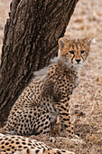 Portrait of a cheetah cub, Acinonyx jubatus, sitting against a tree trunk. Its mother rests nearby. Masai Mara National Reserve, Kenya.