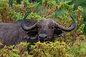 Ein Kap- oder Afrikanischer Büffel, Syncerus caffer, versteckt sich im Busch. Samburu-Nationalpark, Kenia.