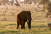 Ein afrikanischer Elefant, Loxodonta africana, bei Sonnenaufgang. In der Ferne grasen afrikanische Büffel. Lualenyi-Wildreservat, Kenia.