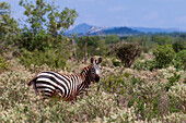 Porträt eines Grant's Zebras, Equus quagga boehmi, im Buschland. Lualenyi-Wildreservat, Kenia.