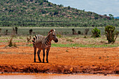 Ein Grant's Zebra, Equus burchellii boehmi, nähert sich einem Wasserloch. Tsavo-Ost-Nationalpark, Kenia.