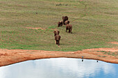 Eine Herde afrikanischer Elefanten, Loxodonta africana, nähert sich einem Wasserloch. Tsavo-Ost-Nationalpark, Kenia.