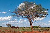 Eine Herde afrikanischer Elefanten, Loxodonta africana, beim Spaziergang in der Savanne. Tsavo-Ost-Nationalpark, Kenia.