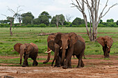 Junge afrikanische Elefanten und Kälber, Loxodonta africana, beim Wandern. Tsavo-Ost-Nationalpark, Kenia.