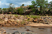 Flusspferde, Hippopotamus amphibius, im Galana-Fluss. Galana-Fluss, Tsavo-Ost-Nationalpark, Kenia.