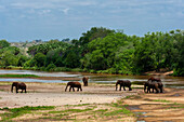 Eine Herde afrikanischer Elefanten, Loxodonta africana, beim Überqueren des Galana-Flusses. Galana-Fluss, Tsavo-Ost-Nationalpark, Kenia.