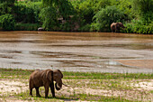 Zwei afrikanische Elefanten, Loxodonta africana, beim Fressen am Ufer des Galana-Flusses. Galana-Fluss, Tsavo-Ost-Nationalpark, Kenia.
