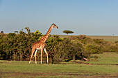 A Masai giraffe, Giraffa camelopardalis, walking. Masai Mara National Reserve, Kenya.