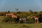 Giraffen, Giraffa camelopardalis, beim Grasen und gewöhnliche Zebras, Equus quagga, beim Grasen. Masai Mara-Nationalreservat, Kenia.