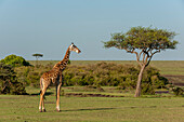 Porträt einer Masai-Giraffe, Giraffa camelopardalis. Masai Mara-Nationalreservat, Kenia.