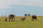 Afrikanische Elefanten und Kälber, Loxodonta africana, beim Spaziergang in der Savanne. Masai Mara Nationales Reservat, Kenia.