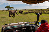 A Masai safari guide watching a herd of African elephants and calves, Loxodonta africana. Masai Mara National Reserve, Kenya.