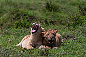 Zwei Löwenjunge, Panthera leo, beim Ausruhen. Masai Mara Nationales Reservat, Kenia.