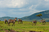 A herd of common zebras, Equus quagga, grazing. Masai Mara National Reserve, Kenya.