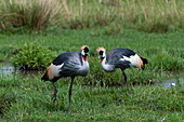 Two grey-crowned cranes, Balearica regulorum gibbericeps, hunting in a marshy area. Masai Mara National Reserve, Kenya.