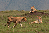 Afrikanische Löwinnen, Panthera leo, ruhen auf und um einen Termitenhügel. Masai Mara-Nationalreservat, Kenia.