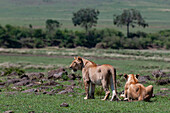 Porträt von zwei Löwinnen, Panthera leo, eine ruhend und eine wachsam. Masai Mara-Nationalreservat, Kenia.