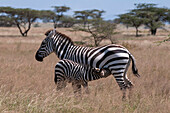 A plains or common zebra colt, Equus quagga, nursing from its mother. Samburu Game Reserve, Kenya.