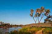 Doum-Palmen, Hyphaene coriacea, entlang der Ufer des Samburu-Flusses. Samburu-Fluss, Samburu-Wildreservat, Kenia.